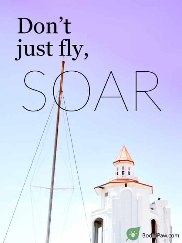 Don't Just Fly, Soar