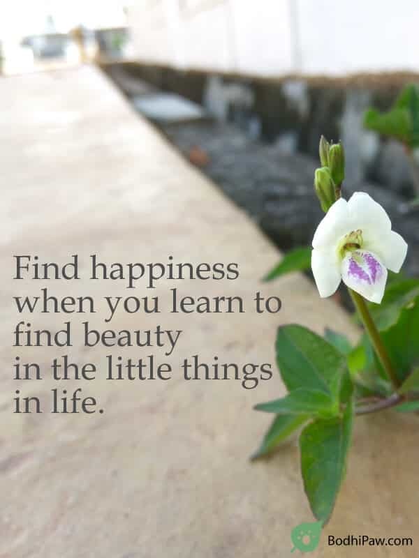 Find happiness when you learn to find beauty in the little things in life.