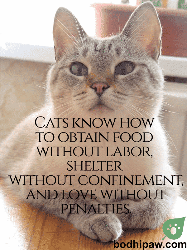 10 Inspirational  Humorous Cat Quotes - Bodhi Paw Blog-8720