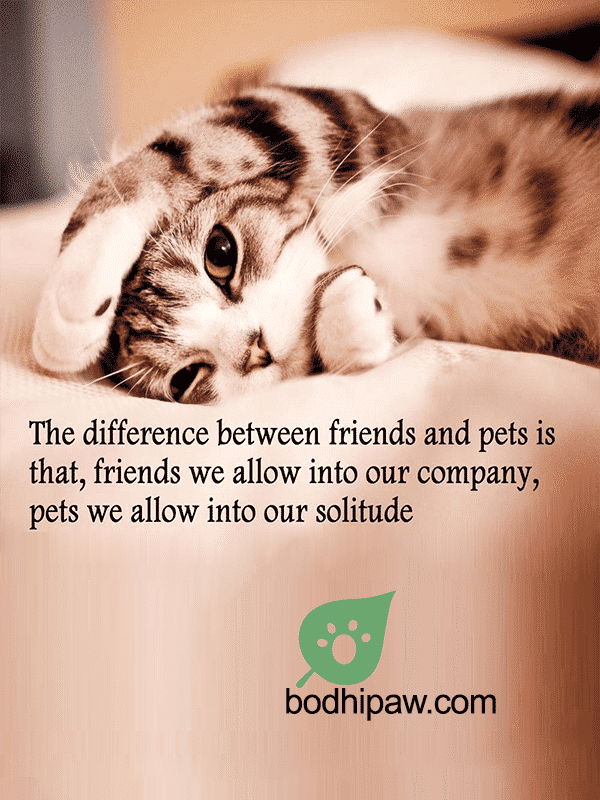 10 Inspirational & Humorous Cat Quotes - BodhiPaw