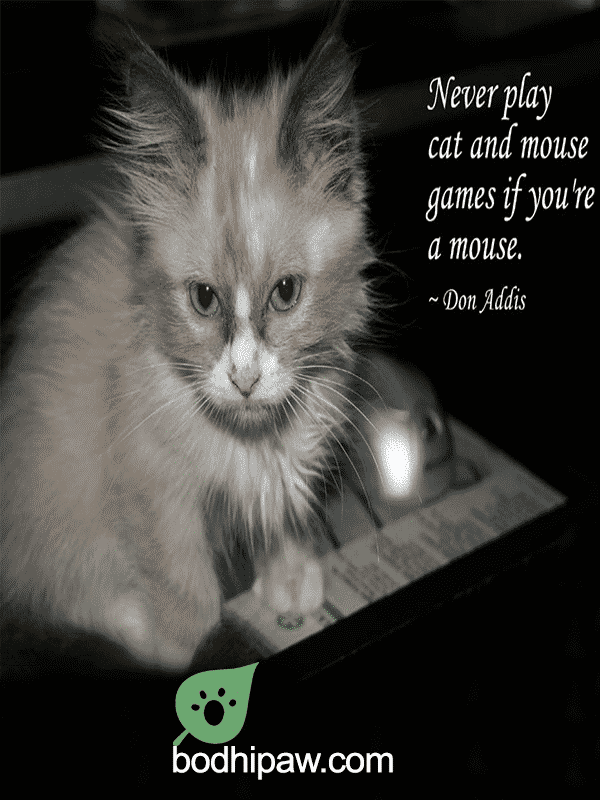 10 Inspirational Humorous Cat Quotes Bodhi Paw Blog